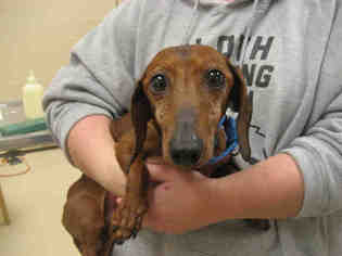 Dachshund Dogs for adoption in Center Township, PA, USA