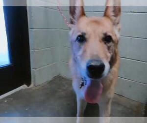 Carolina Dog Dogs for adoption in Tulsa, OK, USA