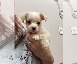 Chihuahua-Miniature Schnauzer Mix Dogs for adoption in Stephens City, VA, USA