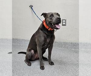 American Pit Bull Terrier-Unknown Mix Dogs for adoption in Pasadena, TX, USA