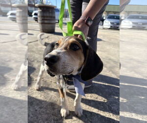 English Foxhound-Unknown Mix Dogs for adoption in Holly Springs, NC, USA