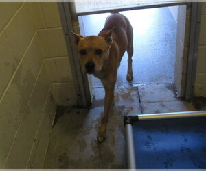 American Pit Bull Terrier-Unknown Mix Dogs for adoption in Ocala, FL, USA
