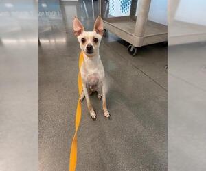 Chihuahua Dogs for adoption in San Martin, CA, USA