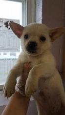 Medium Photo #1 Shiba Inu-Unknown Mix Puppy For Sale in Mission, KS, USA