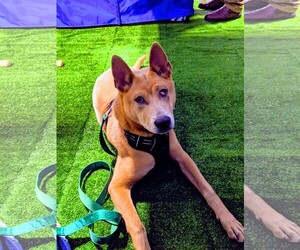 Thai Ridgeback Dogs for adoption in Valrico, FL, USA