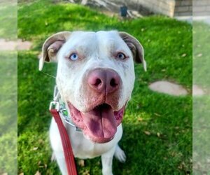 Medium Photo #6 American Staffordshire Terrier-Huskies  Mix Puppy For Sale in San Juan Capistrano, CA, USA