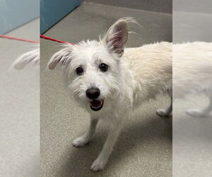 Mutt Dogs for adoption in Las Vegas, NV, USA