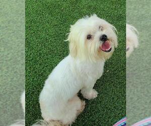 Maltese Dogs for adoption in Pipe Creek, TX, USA