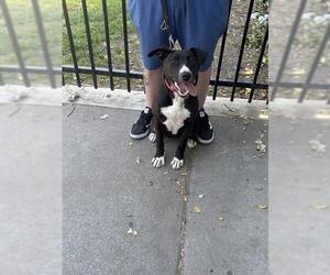 Labrador Retriever Dogs for adoption in Stockton, CA, USA