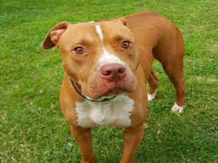 American Staffordshire Terrier Dogs for adoption in Grovetown, GA, USA
