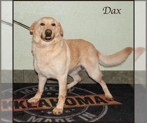 German Shepherd Dog Dogs for adoption in Ada, OK, USA