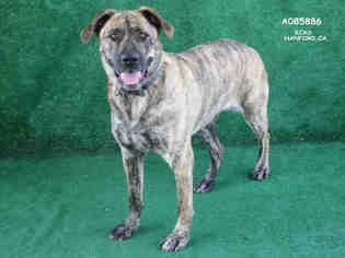 Anatolian Shepherd Dogs for adoption in Beverly Hills, CA, USA