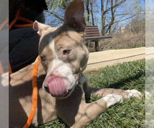 American Pit Bull Terrier-Unknown Mix Dogs for adoption in Derwood, MD, USA