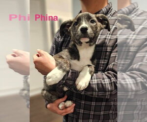 Border Collie-Boxer Mix Dogs for adoption in Dana Point, CA, USA