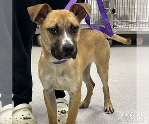 Mutt Dogs for adoption in Washington, DC, USA