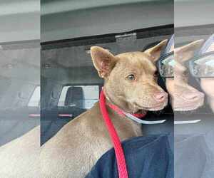 Carolina Dog-Chihuahua Mix Dogs for adoption in Princeton, MN, USA