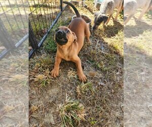 Bluetick Coonhound-Unknown Mix Dogs for adoption in garner, NC, USA