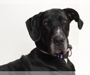Great Dane Dogs for adoption in Burbank, CA, USA