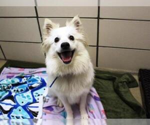 American Eskimo Dog Dogs for adoption in Fort Wayne, IN, USA