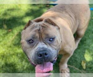 Staffordshire Bull Terrier Dogs for adoption in Downey, CA, USA