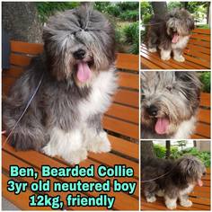 Bearded Collie Dogs for adoption in Seattle, WA, USA