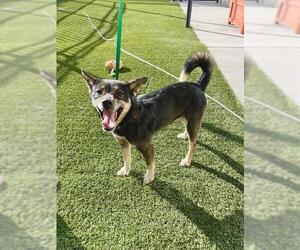 German Shepherd Dog-Shiba Inu Mix Dogs for adoption in Baytown, TX, USA
