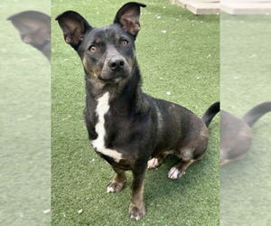 Chihuahua-Unknown Mix Dogs for adoption in Texas City, TX, USA