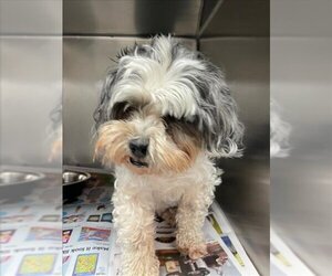 Shih Tzu Dogs for adoption in Lacombe, LA, USA