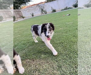 Border Collie Dogs for adoption in Paso Robles, CA, USA