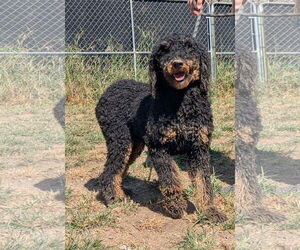 Bernedoodle Dogs for adoption in Thomasville, NC, USA