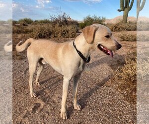 Mutt Dogs for adoption in Tucson, AZ, USA
