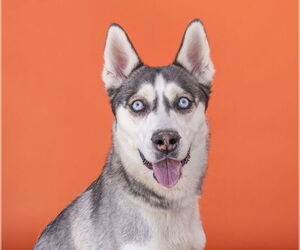 Siberian Husky Dogs for adoption in Pasadena, CA, USA