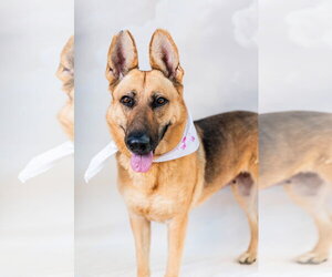 German Shepherd Dog Dogs for adoption in Pasadena, CA, USA