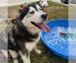Siberian Husky Dogs for adoption in Carrollton, TX, USA