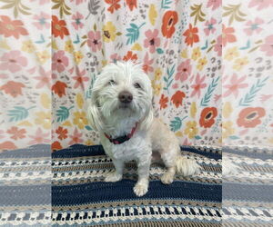 Maltese-Unknown Mix Dogs for adoption in Chico, CA, USA