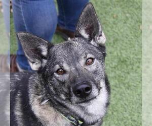 Norwegian Elkhound Dogs for adoption in Clyde, NC, USA