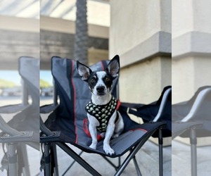 Chiweenie Dogs for adoption in Visalia, CA, USA
