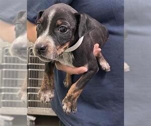 Chihuahua Dogs for adoption in Bakersfield, CA, USA