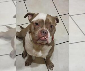 Bulldog Dogs for adoption in Tustin, CA, USA