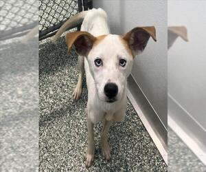 Treeing Walker Coonhound Dogs for adoption in Salisbury, NC, USA