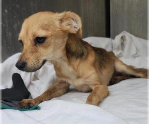 Chihuahua-Unknown Mix Dogs for adoption in San Antonio, TX, USA