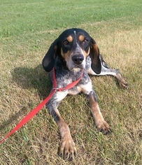 Bluetick Coonhound Dogs for adoption in Lake Ann, MI, USA