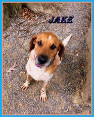 Mutt Dogs for adoption in Berkeley Springs, WV, USA