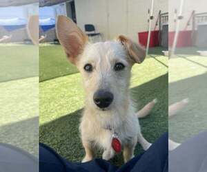 Mutt Dogs for adoption in Tempe , AZ, USA
