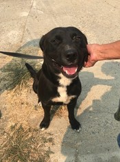Borador Dogs for adoption in Chico, CA, USA