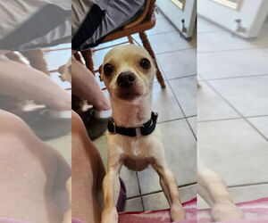 Chihuahua Dogs for adoption in Alexandria, KY, USA