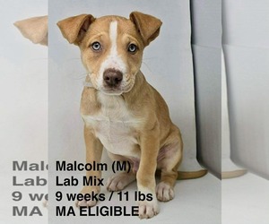 Labrador Retriever-Unknown Mix Dogs for adoption in pomfret, CT, USA