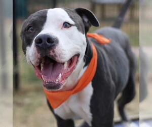 American Staffordshire Terrier-Unknown Mix Dogs for adoption in San Antonio, TX, USA