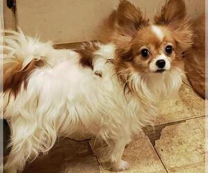 Papillon Dogs for adoption in Rochester, NY, USA