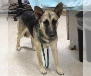 German Shepherd Dog Dogs for adoption in Riverside, CA, USA